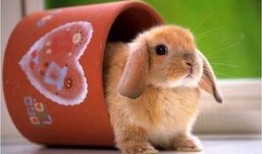 兔子化妆爆料视频,美妆博主教你打造时尚妆容